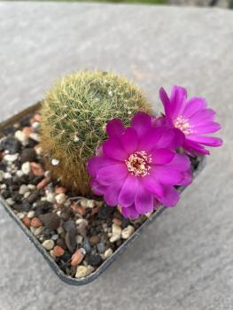 Sulcorebutia albissima